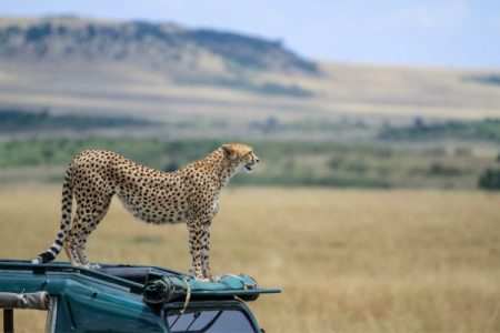 Best Safari Destinations: From Witnessing the Great Migration to Relaxing in Lush Deltas