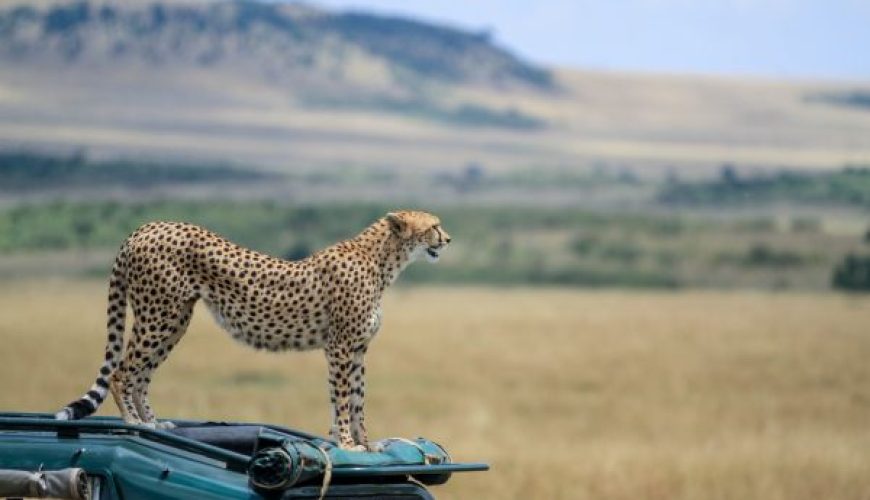 Best Safari Destinations: From Witnessing the Great Migration to Relaxing in Lush Deltas